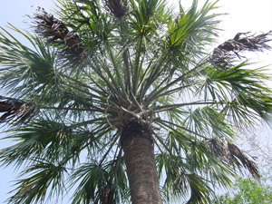 Palmetto palm or Cabbage palm tree canopy